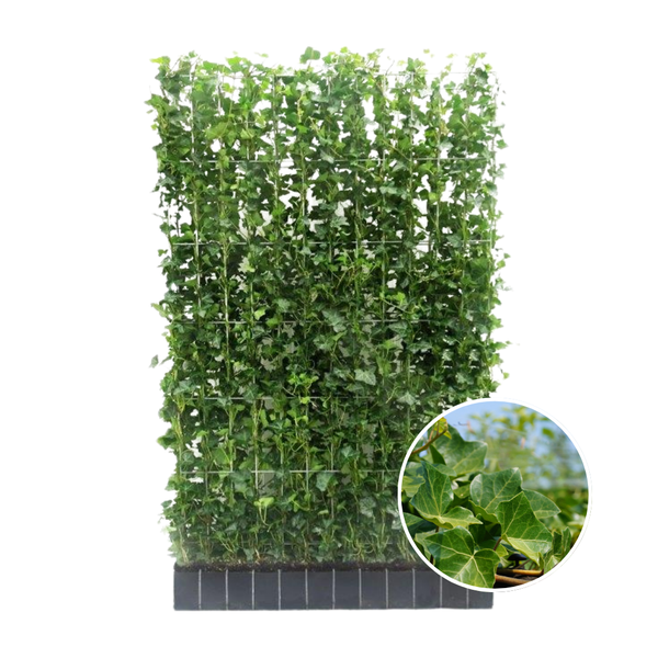 Hedera Hibernica - Klimop - Kant-en-Klaar Haag | ?120cm - ?150 cm