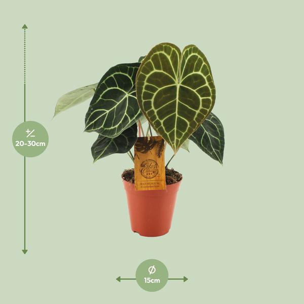 Anthurium Clarinervium - Ø15cm - ?25cm