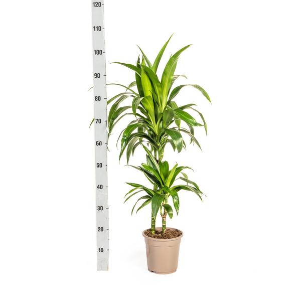 Dracaena Deremensis Lisa Ø19cm - ?80cm