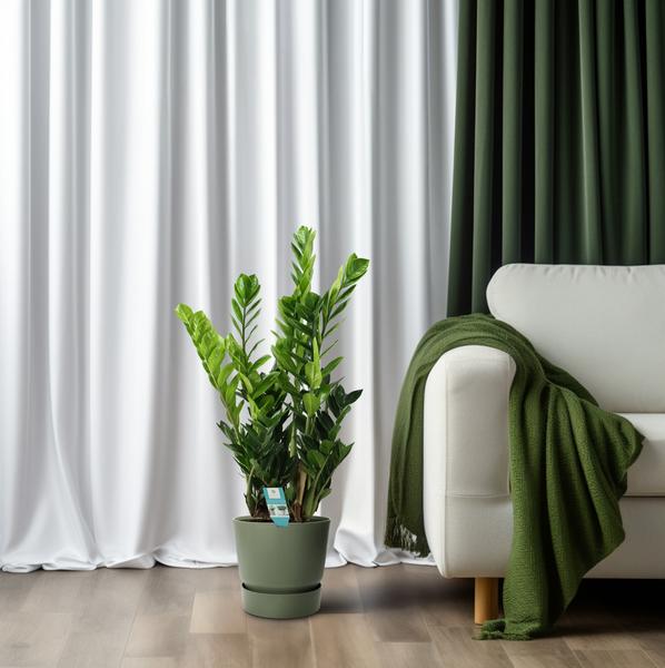 Zamioculcas 21cm - Ø21cm - ?100cm