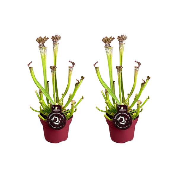 Sarracenia Farnhamii - 2 stuks - Ø12cm - ?40cm