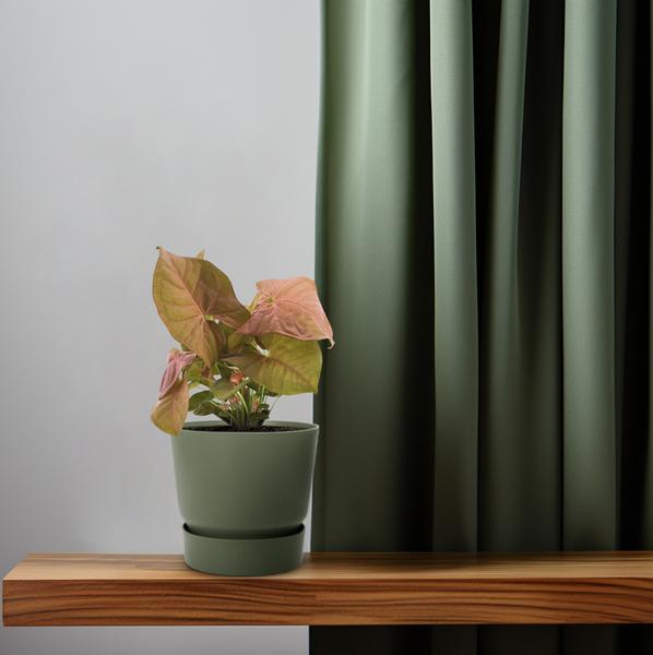 Syngonium Neon - Ø12cm - ?25cm