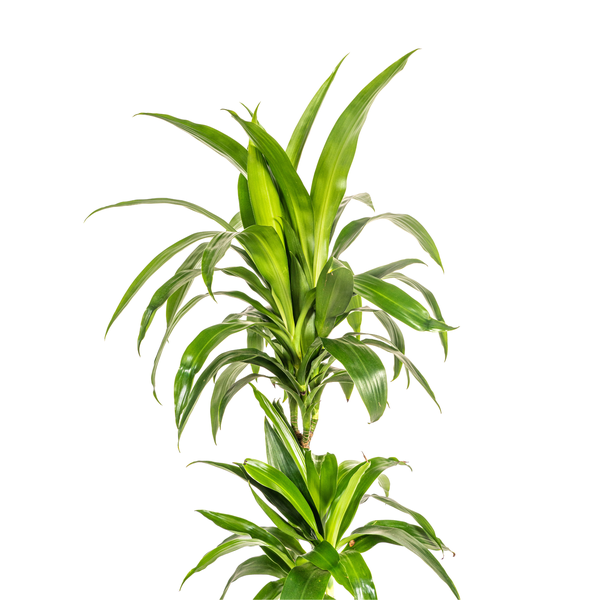 Dracaena Deremensis Lisa Ø19cm - ?80cm