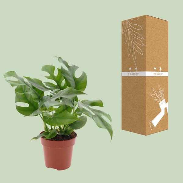 Monstera Minima - Ø12cm - ?25cm