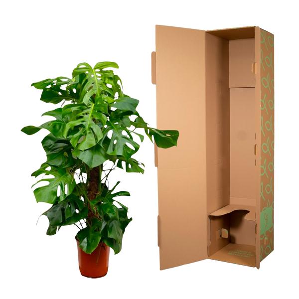 Monstera Deliciosa XXL - 150cm - ?27