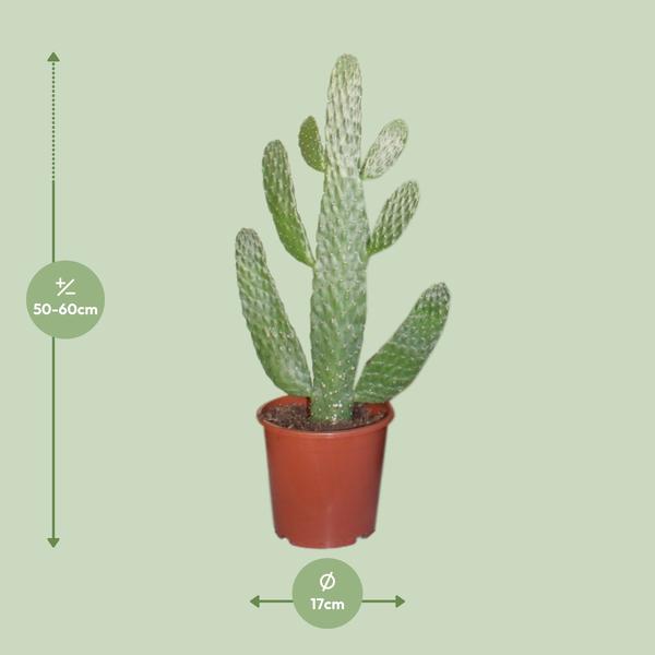 Opuntia Consolea - Ø17cm - ?40cm