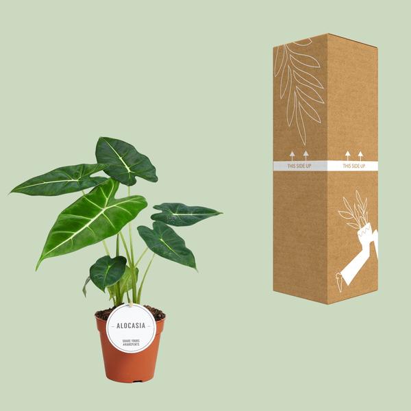 Alocasia Frydek - Ø12cm - ?35cm