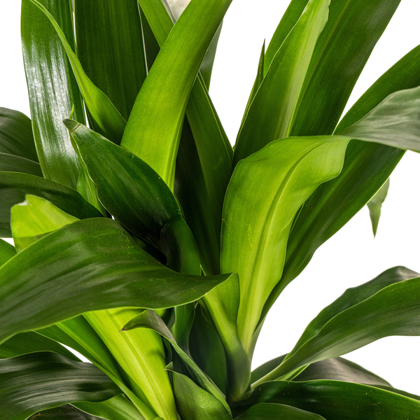 Dracaena Deremensis Lisa Ø19cm - ?80cm
