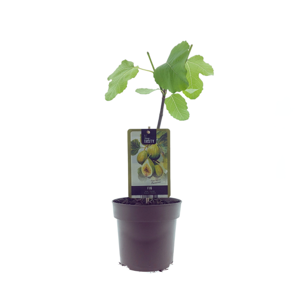 Ficus Panachee (15019) - Ø15cm - ?40cm