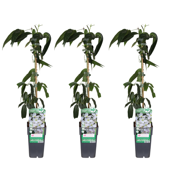 Clematis armandii - 3 stuks - Ø15cm - ?65cm