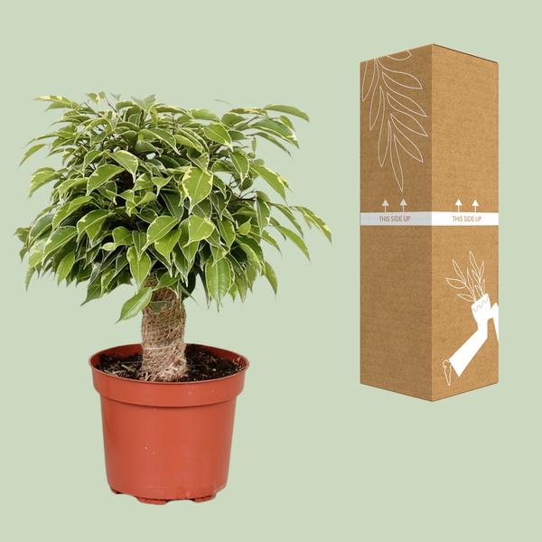 Ficus Benjamina Kinky - Ø12cm - ?28cm