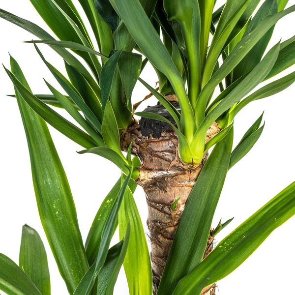 Yucca Elephantipes Ø19cm - ?80cm