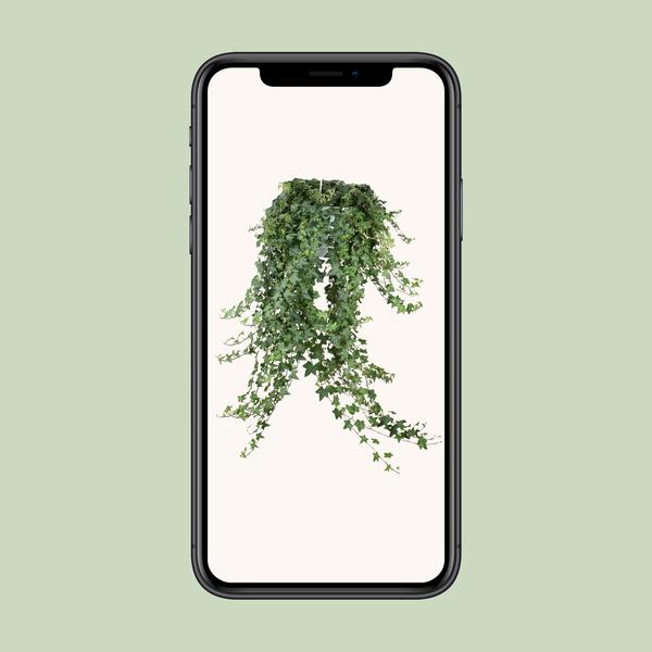Hedera Helix Pitsburg - Hang/XXL - Ø24cm - ?cm