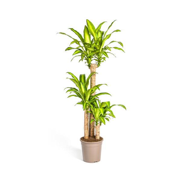 Dracaena Fragrans Massangeana Ø24cm - ?140cm