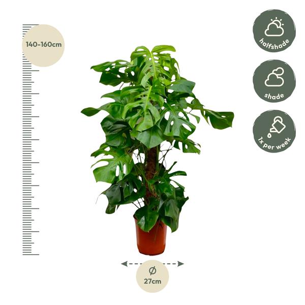 Monstera Deliciosa XXL - 150cm - ?27