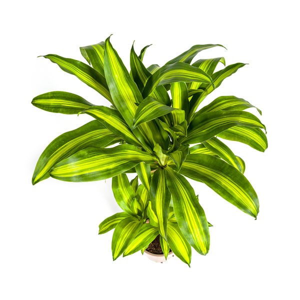 Dracaena Fragrans Massangeana Ø21cm - ?100cm