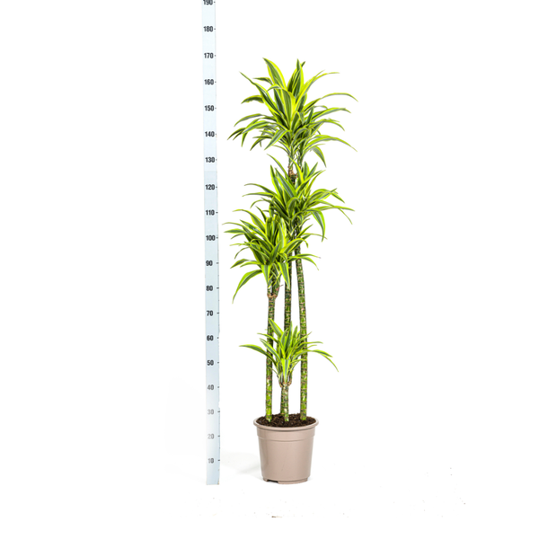 Dracaena Deremensis Lemon Lime Ø27cm - ?180cm