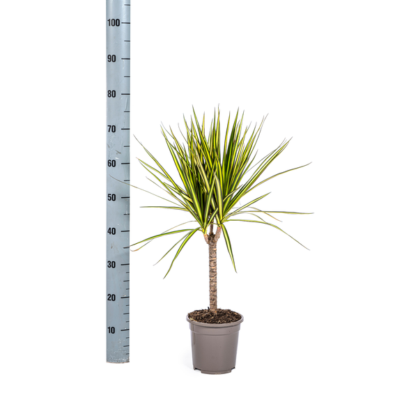 Dracaena Marginata Sunray Ø17cm - ↕70-80cm