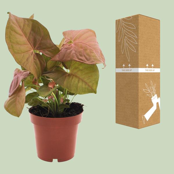 Syngonium Neon - Ø12cm - ?25cm