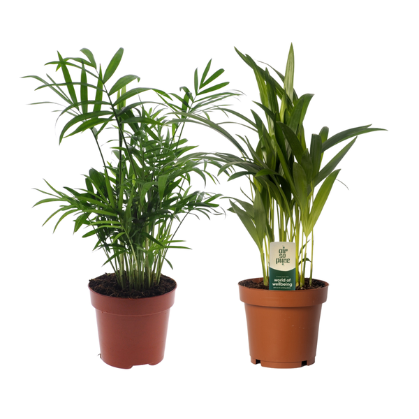 Dypsis lutescens/Chamadorea Duo - 2 stuks - Ø12cm - ?40cm