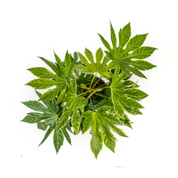 Fatsia Japonica Spider's Web Ø19cm - ?45cm