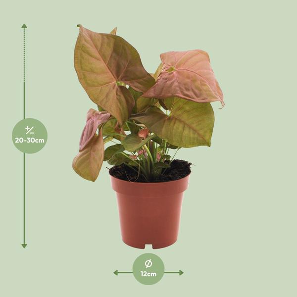 Syngonium Neon - Ø12cm - ?25cm