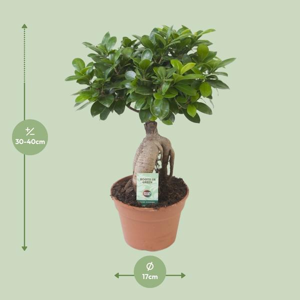Ficus Ginseng - Ø17cm - ?40cm