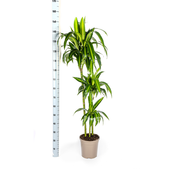 Dracaena Deremensis Hawaiian Sunshine Ø24cm - ?140cm