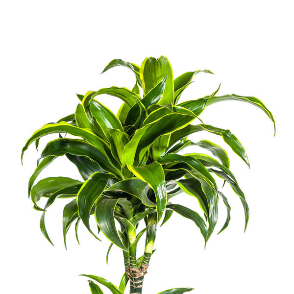 Dracaena Deremensis Dorado Ø27cm - ?180cm