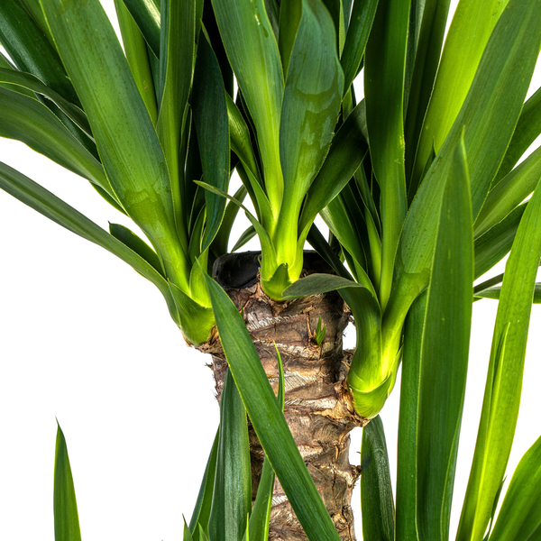 Yucca Elephantipes Ø21cm - ?100cm