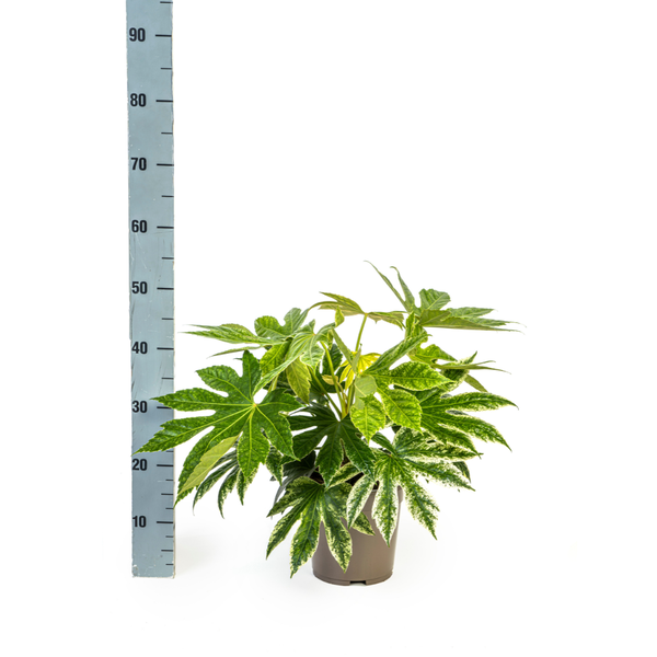 Fatsia Japonica Spider's Web Ø19cm - ?45cm