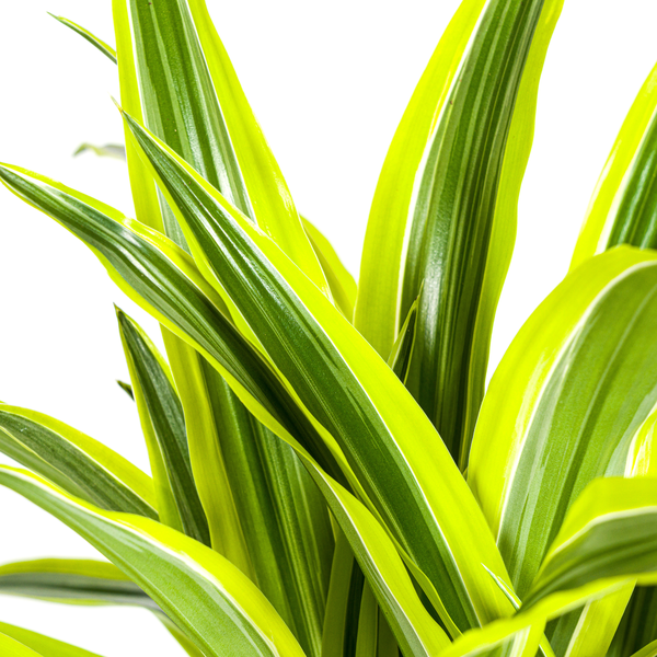 Dracaena Deremensis Lemon Lime Ø21cm - ?100cm