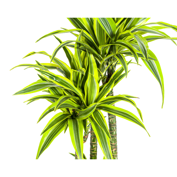 Dracaena Deremensis Lemon Lime Ø27cm - ?180cm