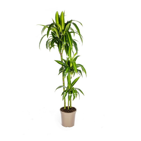 Dracaena Deremensis Hawaiian Sunshine Ø24cm - ?140cm