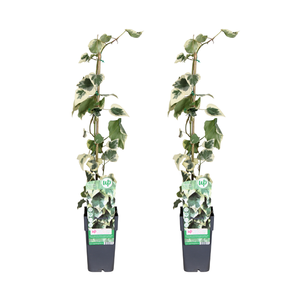 Hedera colchica Dentata Variegata - 2 stuks - Ø15cm - ?65cm