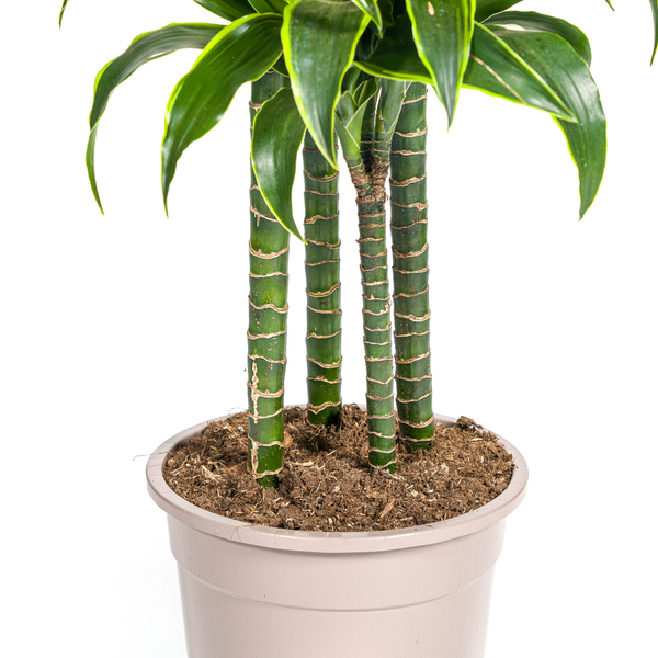 Dracaena Deremensis Dorado Ø27cm - ?180cm