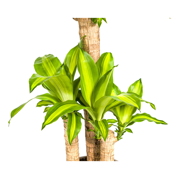 Dracaena Fragrans Massangeana Ø21cm - ?100cm