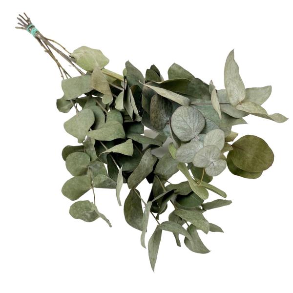 Droogbloemen - Eucalyptus Cinerea - 6 bosjes - ?50cm