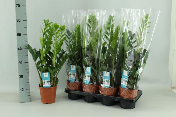 Zamioculcas 14cm - Ø14cm - ?65cm