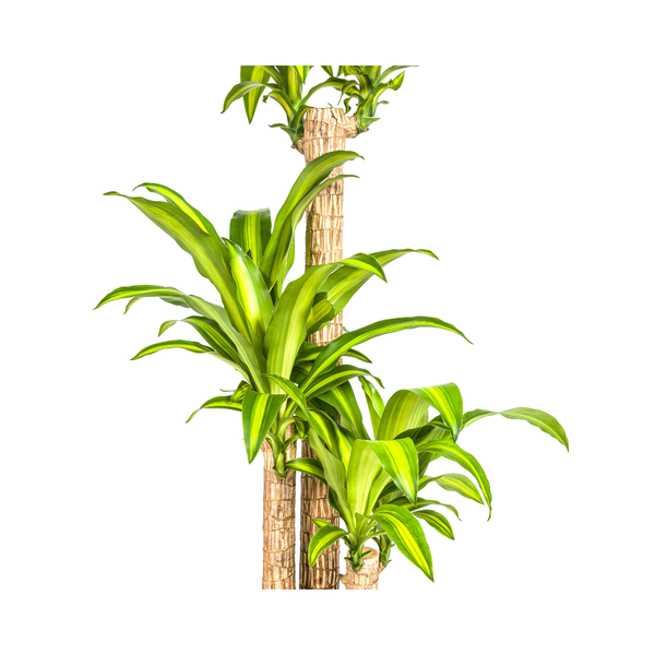 Dracaena Fragrans Massangeana Ø24cm - ?140cm