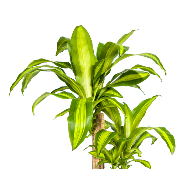 Dracaena Fragrans Massangeana Ø19cm - ?80cm