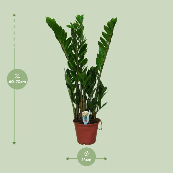 Zamioculcas Zamiifolia - Ø14cm - ?50cm