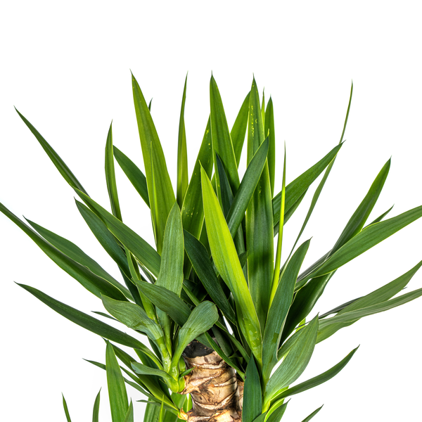Yucca Elephantipes Ø24cm - ?130cm