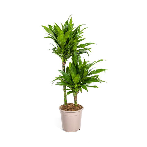 Dracaena Deremensis Green Jewel Ø19cm - ?80cm