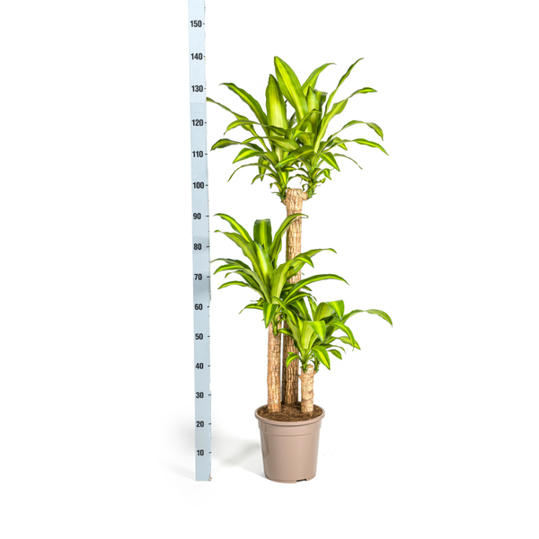 Dracaena Fragrans Massangeana Ø24cm - ?140cm