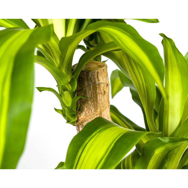 Dracaena Fragrans Massangeana Ø19cm - ?80cm