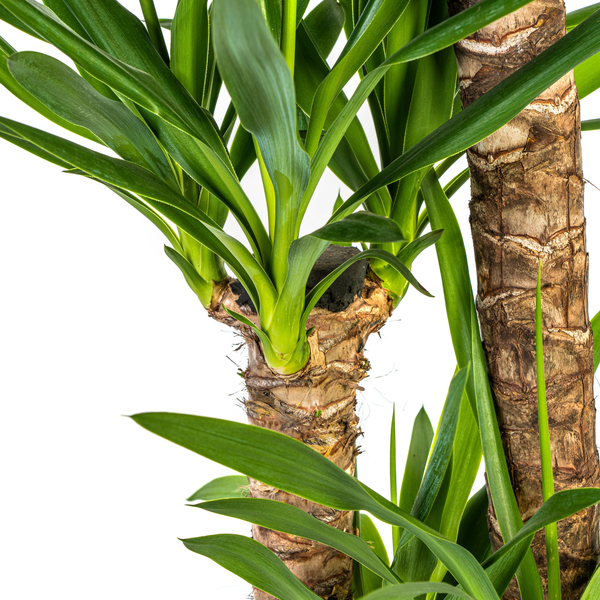 Yucca Elephantipes Ø24cm - ?130cm
