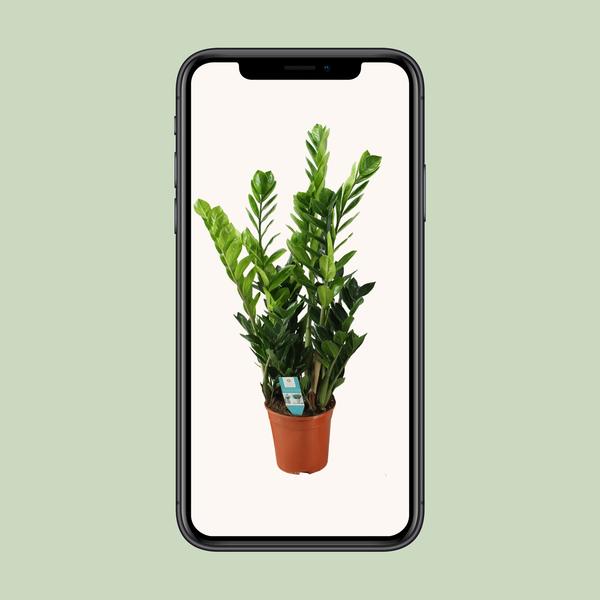 Zamioculcas 21cm - Ø21cm - ?100cm