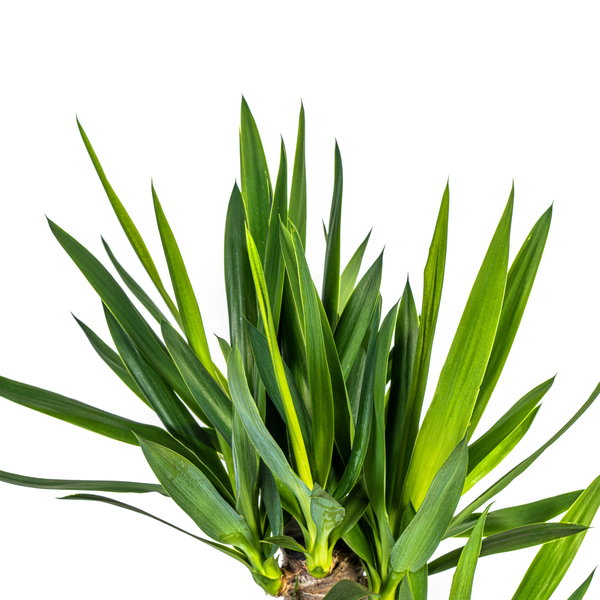 Yucca Elephantipes Ø21cm - ?100cm