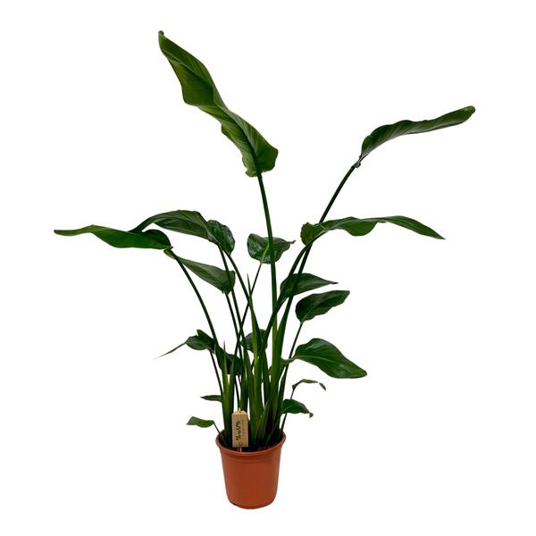 Strelitzia Nicolai - Ø21cm - ?120cm